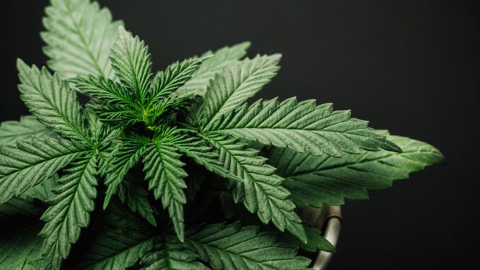 Cannabis plant Cannabis plant