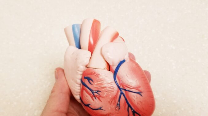 Heart! Human Heart! Cardiology! Heart Health! Heart! Human Heart! Cardiology! Heart Health!