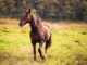 Horse on nature. Portrait of a horse, brown horse
